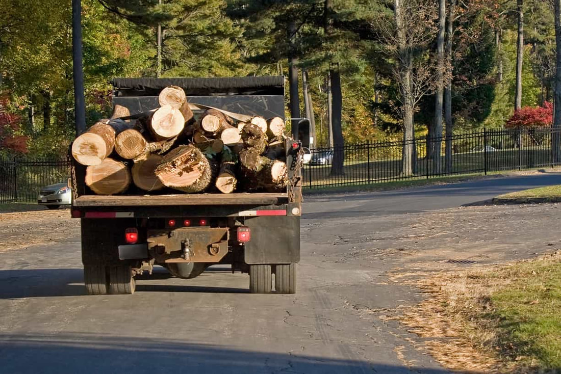 several tree trunks in the back of a truck