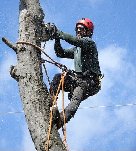 A crew member climbing a tree in order to remove it from the top down